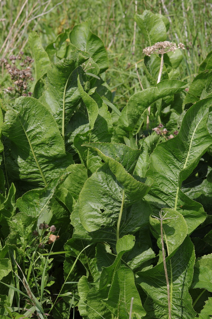 Armoracia rusticana — foliage photograph