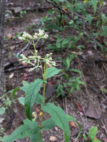 Eupatorium sessilifolium — whole plant photograph