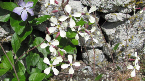 Raphanus raphanistrum — whole photograph