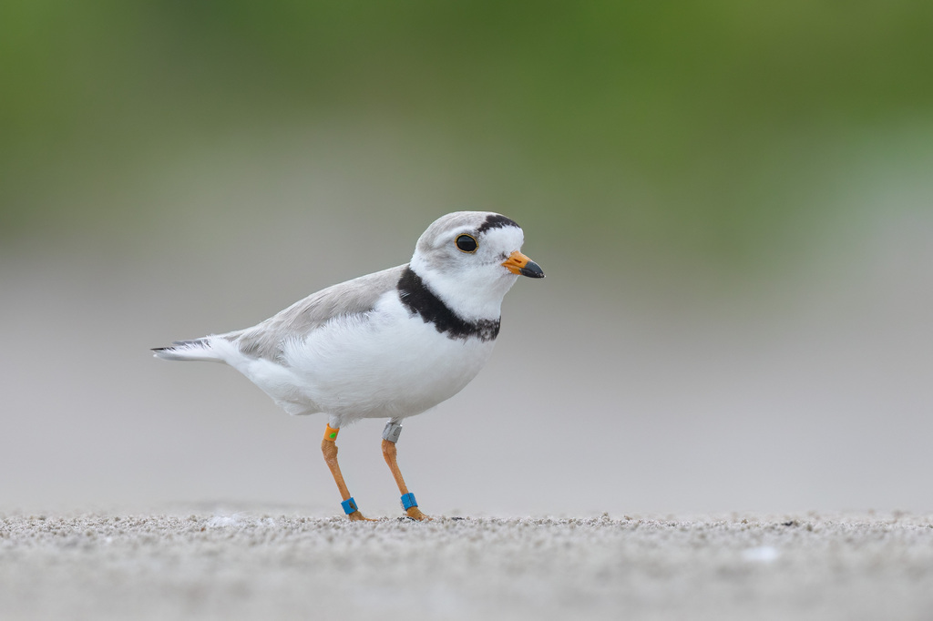 Male Piping Plover, whole bird