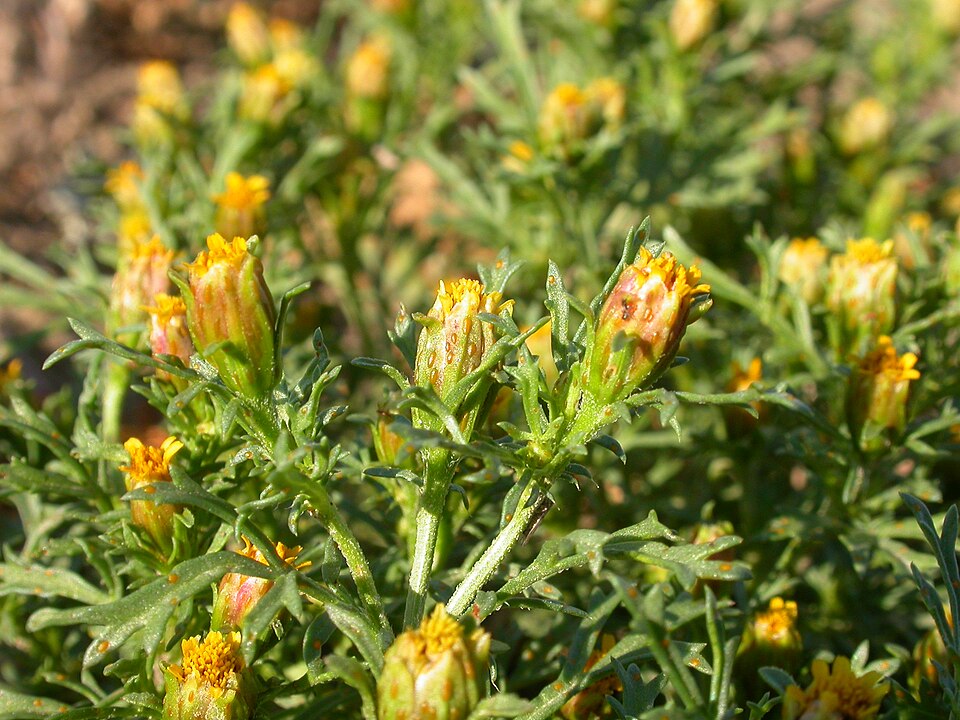 Dyssodia papposa — bloom photograph