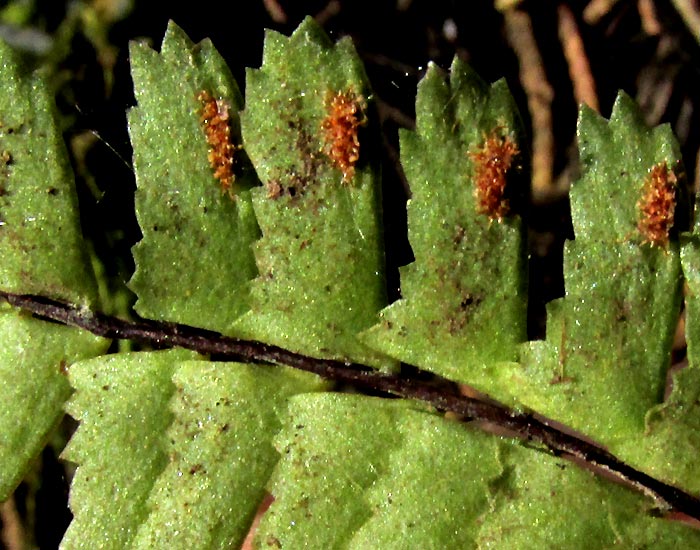 Asplenium monanthes — leaf photograph