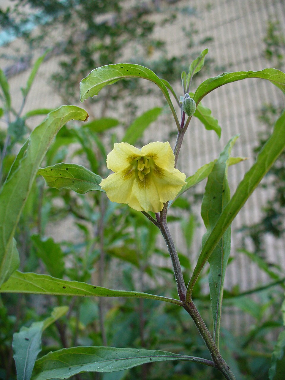 Physalis walteri — bloom photograph