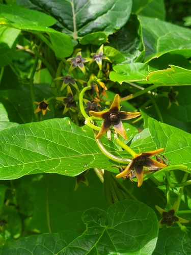 Gonolobus suberosus — flower photograph