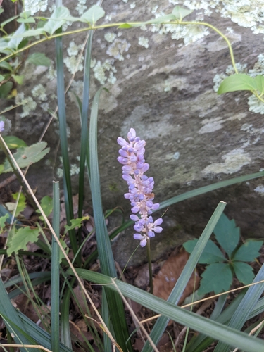Liriope muscari — flower photograph