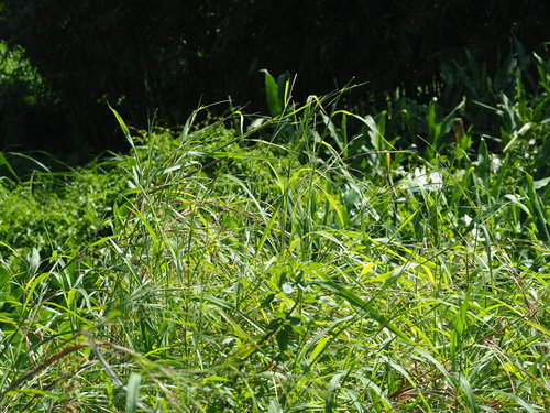 Rottboellia cochinchinensis — whole photograph