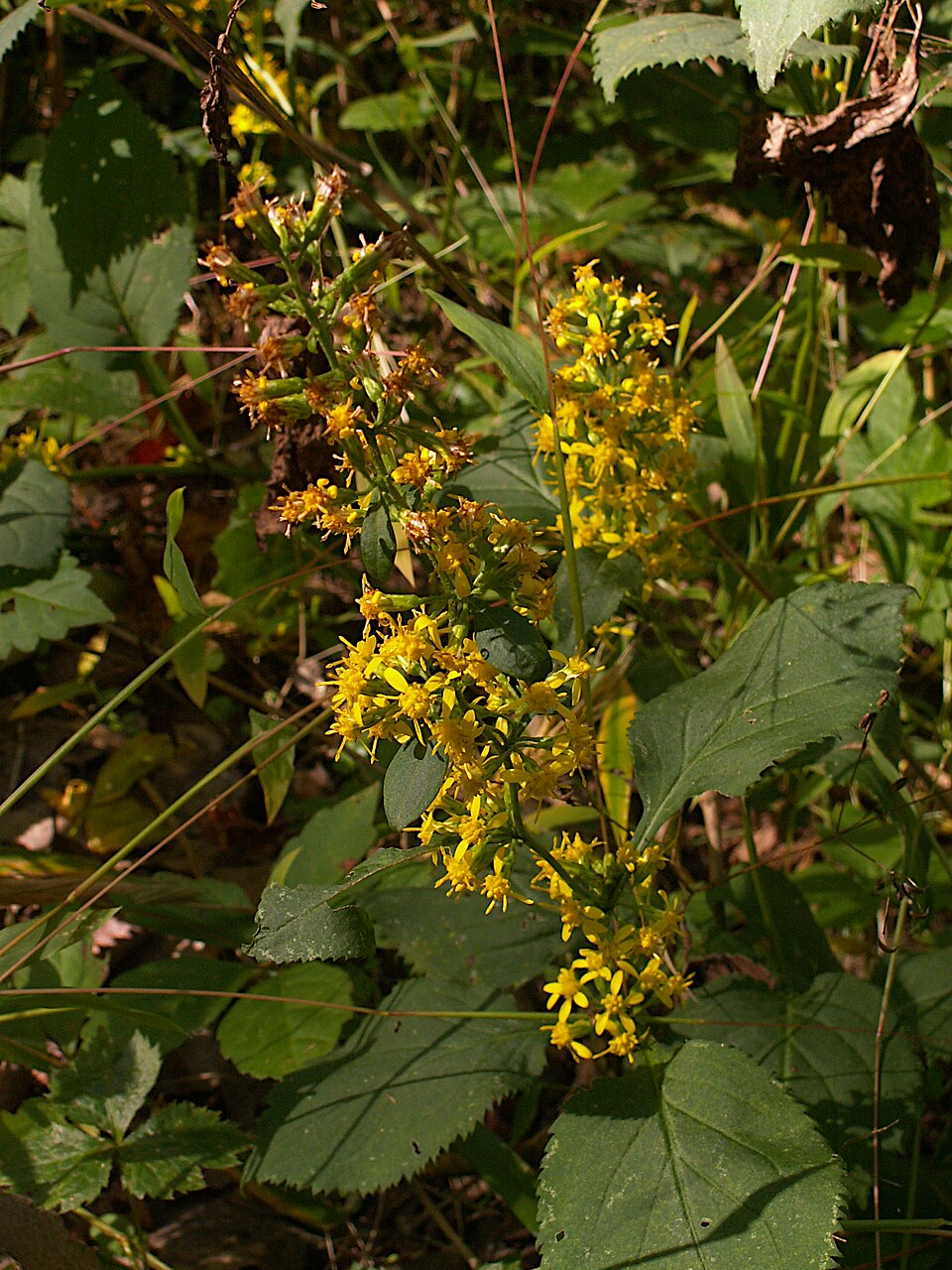 Solidago flexicaulis — bloom photograph