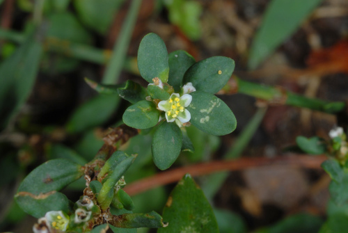 Polygonum aviculare — flower photograph