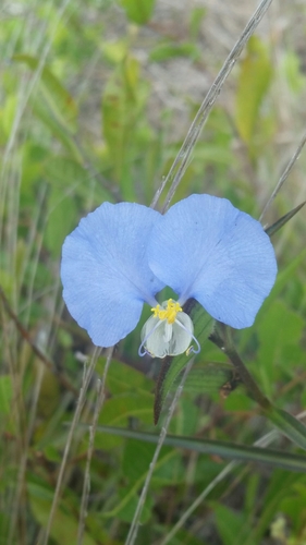 Commelina erecta var. angustifolia photograph