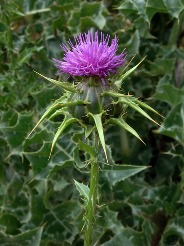 Silybum marianum — flower photograph