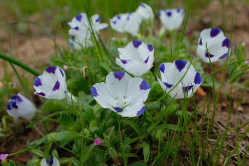 Nemophila maculata — flower photograph