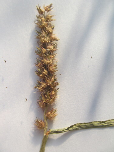 Cenchrus echinatus — fruit photograph