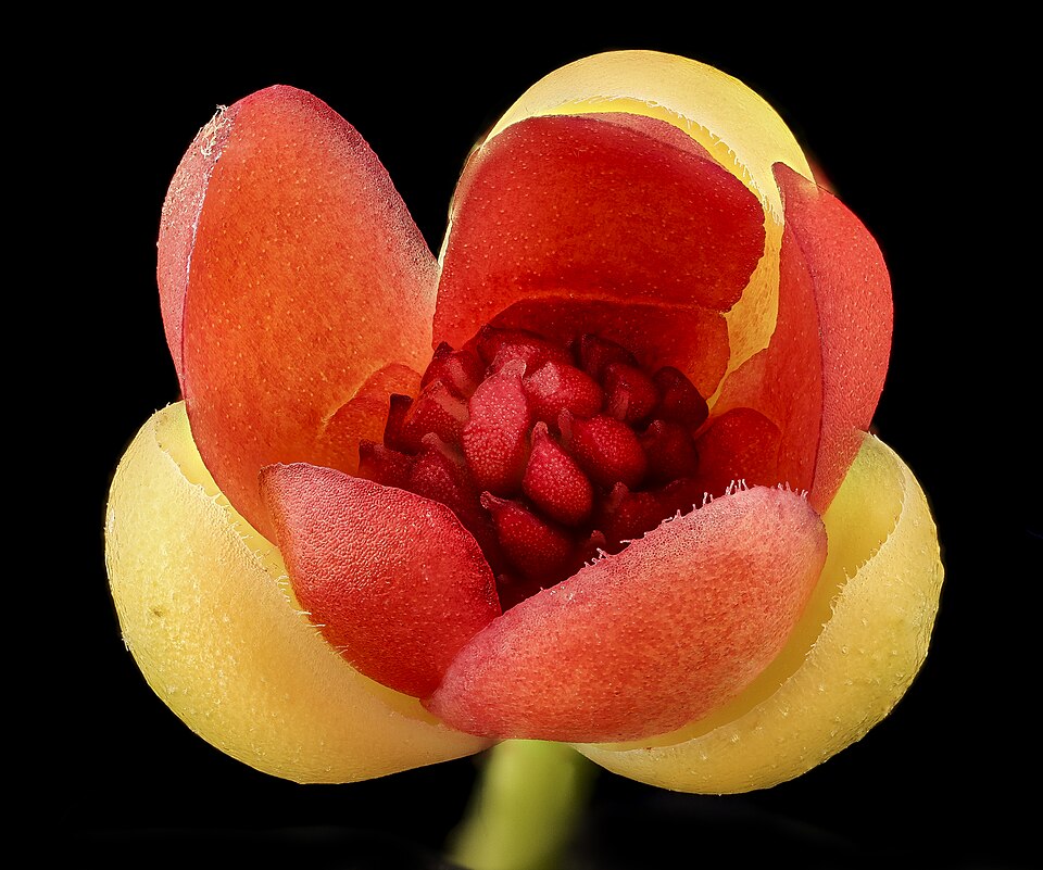 Schisandra glabra — flower photograph