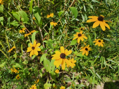 Rudbeckia triloba var. triloba photograph