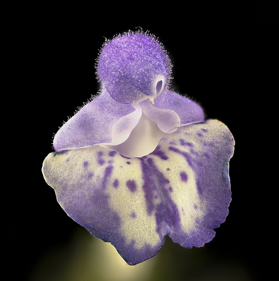 Scutellaria elliptica — flower photograph