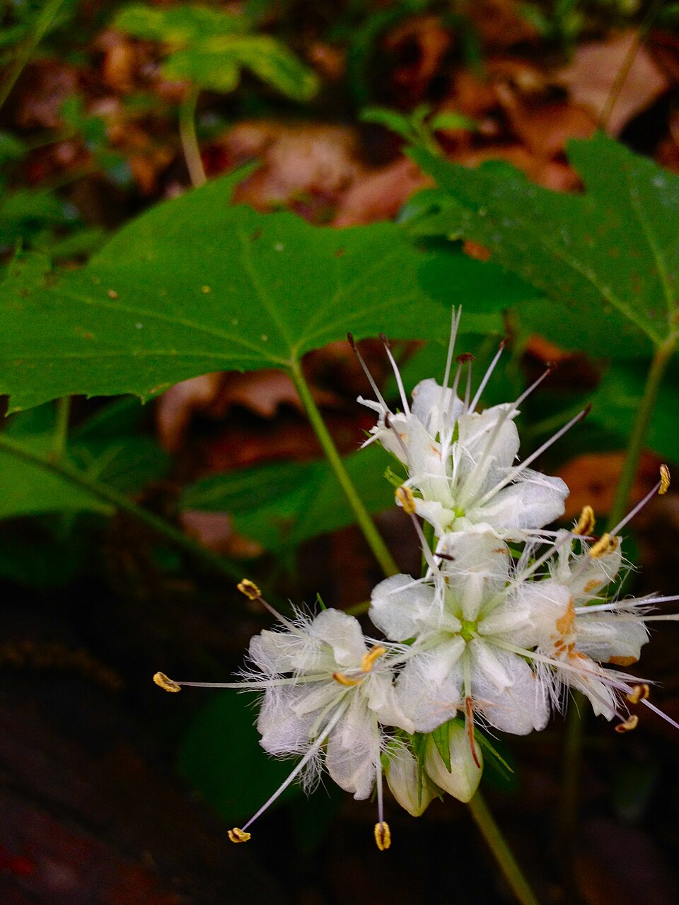 Hydrophyllum canadense — bloom photograph