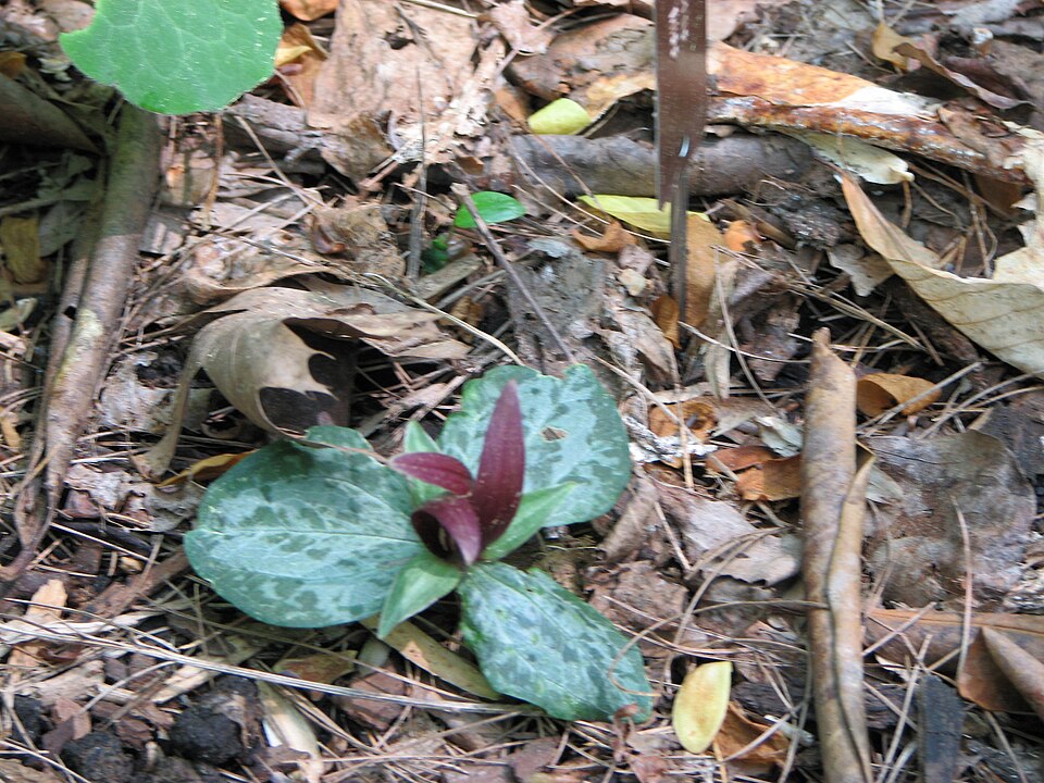 Trillium decumbens — whole photograph