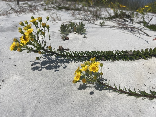 Chrysopsis gossypina — flower photograph
