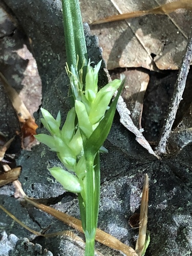 Carex pigra photograph