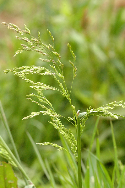 Poa compressa — flower photograph