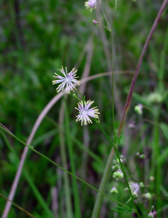 Thalictrum cooleyi — flower photograph