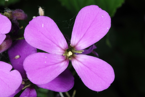 Hesperis matronalis — flower photograph