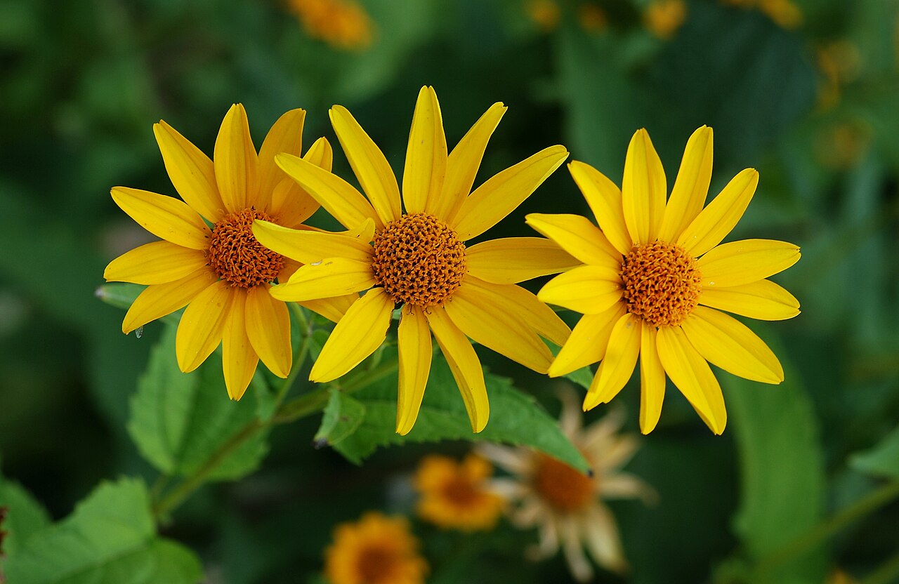 Heliopsis helianthoides — bloom photograph