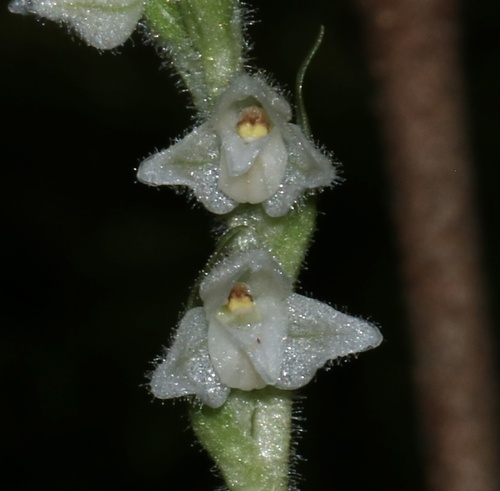 Goodyera repens — flower photograph