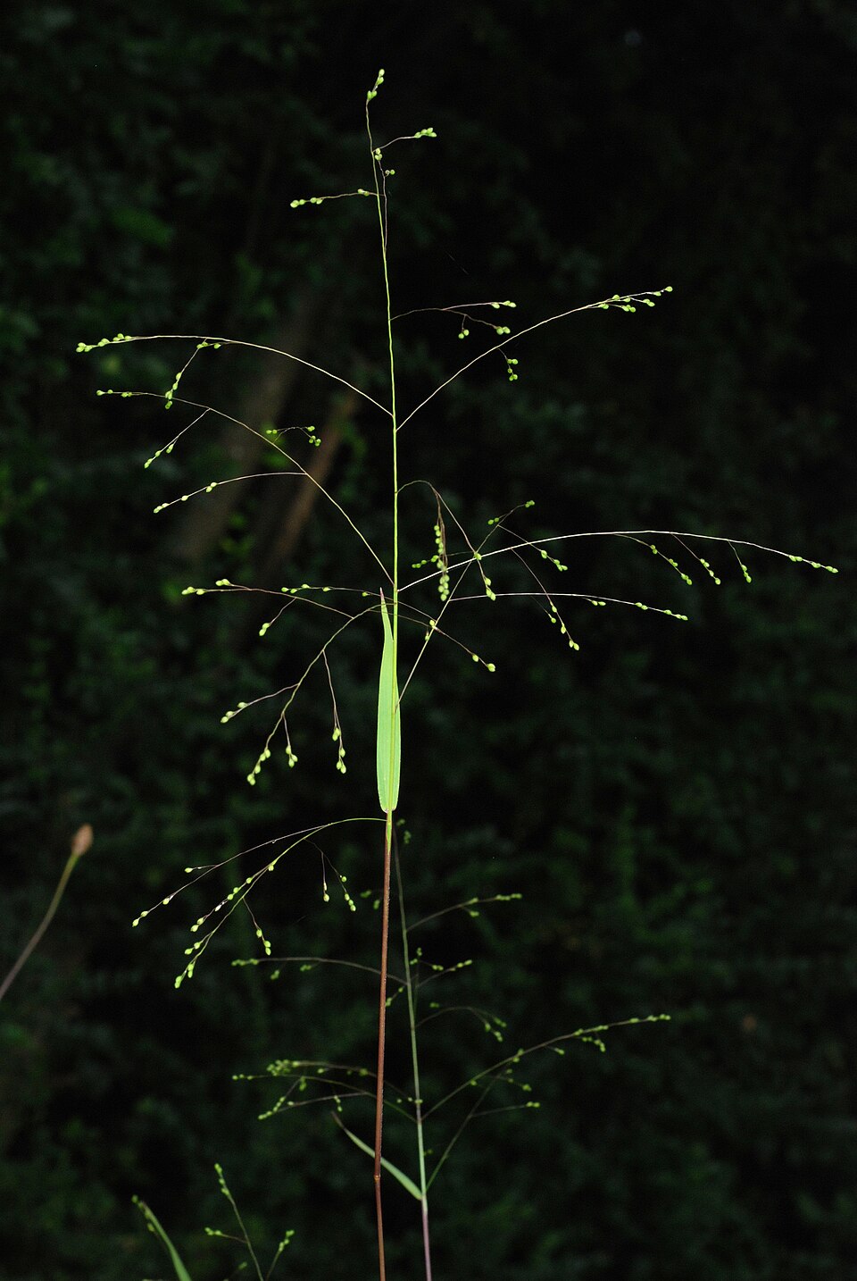 Kellochloa verrucosa — fruit photograph
