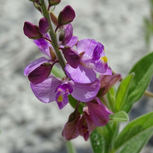 Asemeia grandiflora — bloom photograph
