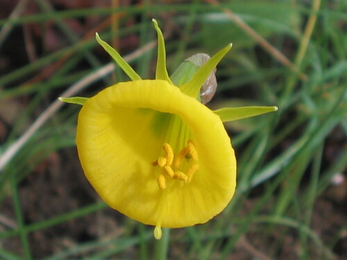 Narcissus bulbocodium — flower photograph