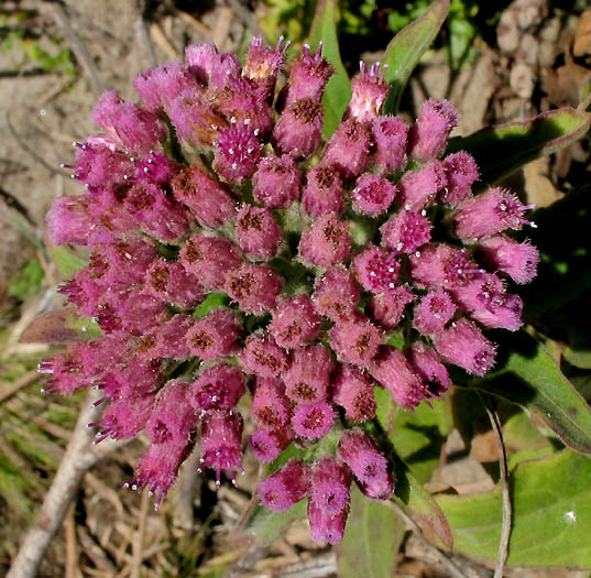 Pluchea odorata — flower photograph