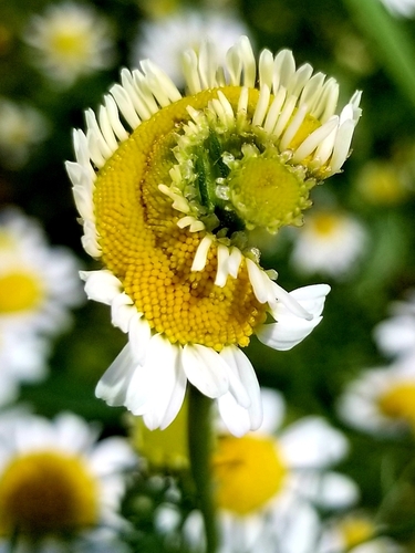 Matricaria chamomilla — flower photograph