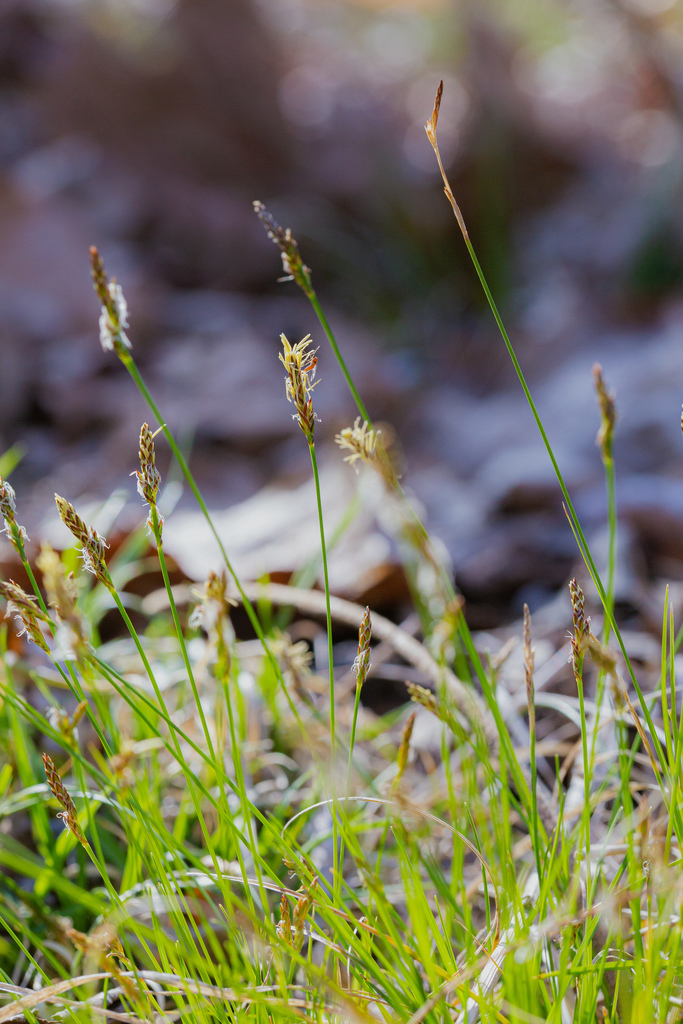 Carex albicans var. albicans — whole photograph