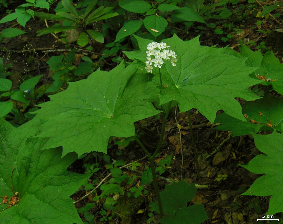 Diphylleia cymosa — bloom photograph