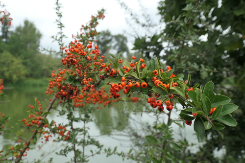 Pyracantha coccinea — fruit photograph