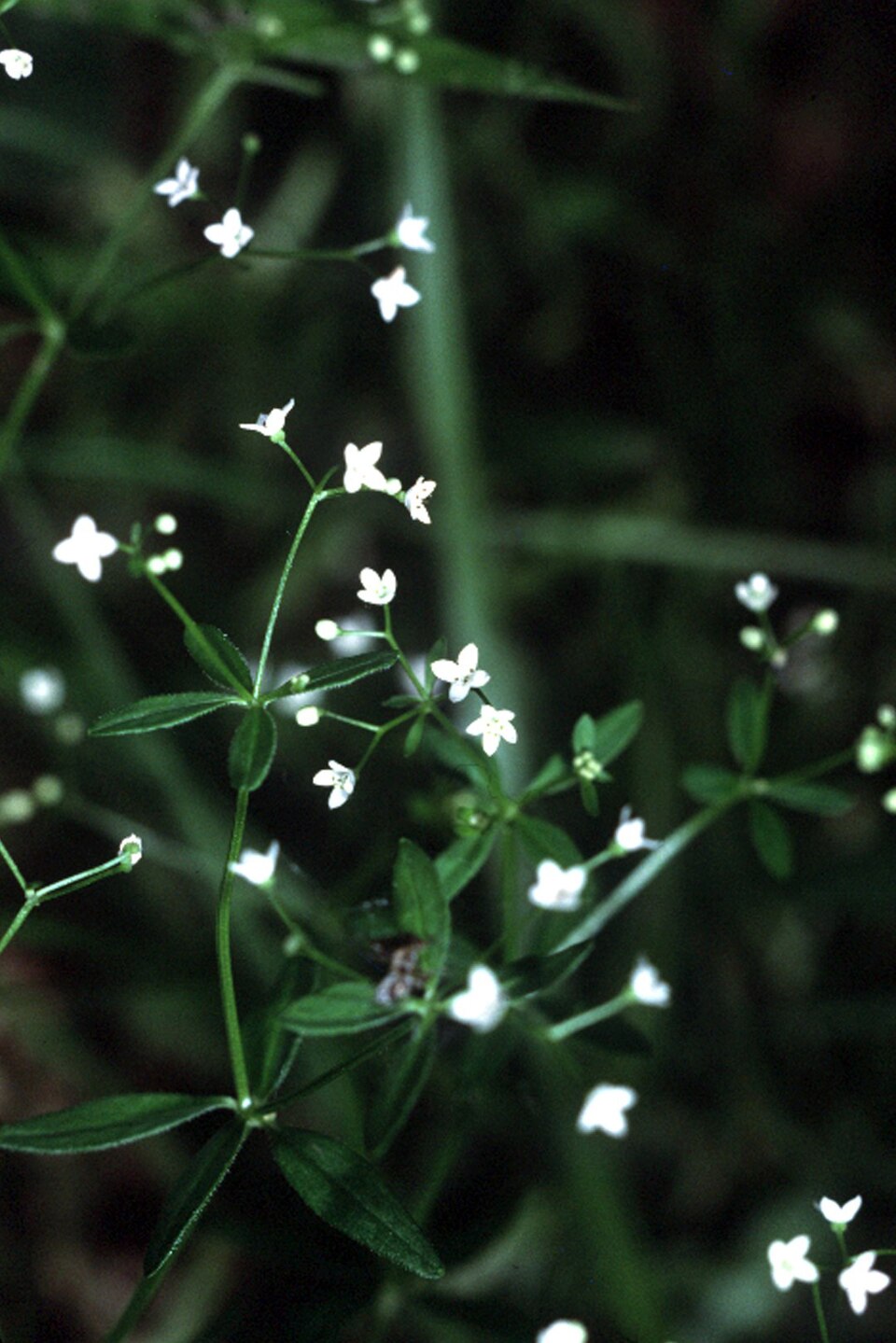 Galium tinctorium — bloom photograph