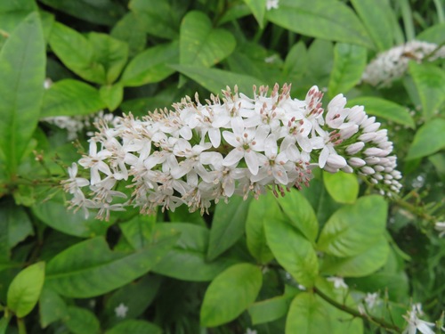 Lysimachia clethroides — flower photograph