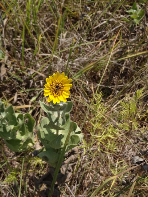 Silphium integrifolium — flower photograph