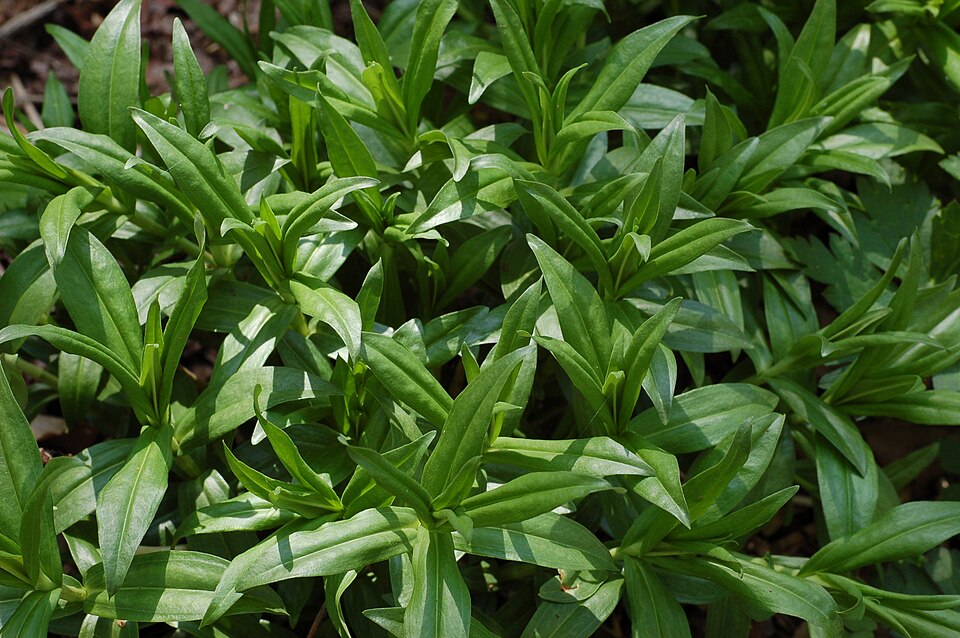 Gentiana clausa — foliage photograph