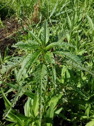 Amaranthus cannabinus photograph