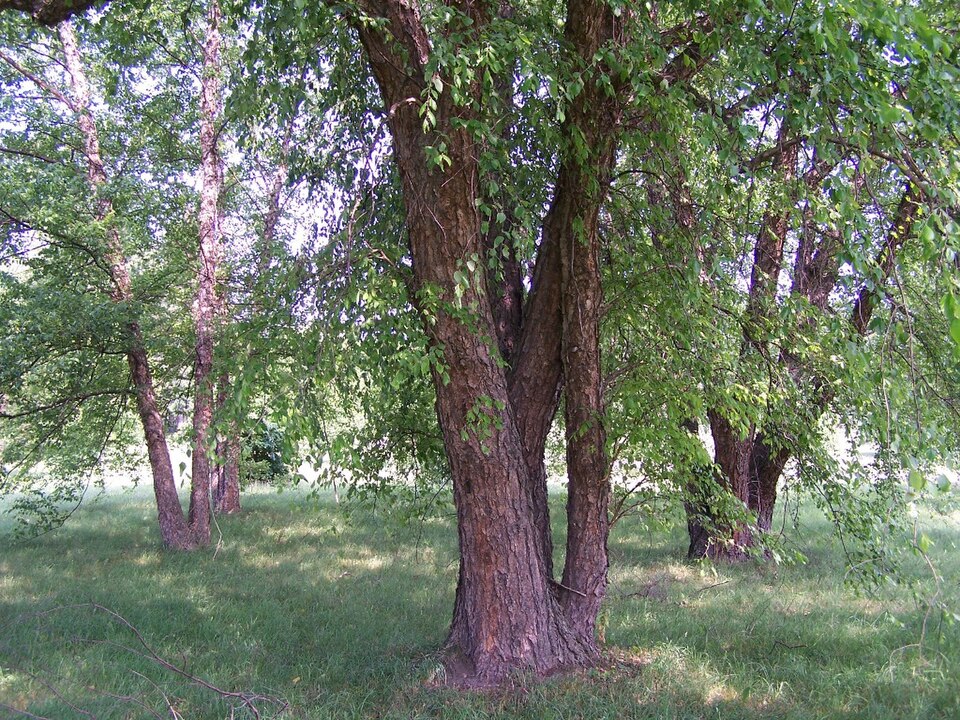 Betula nigra — bark photograph