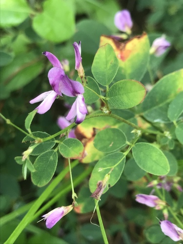 Lespedeza frutescens — flower photograph