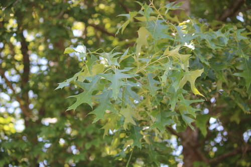 Quercus pagoda — foliage photograph