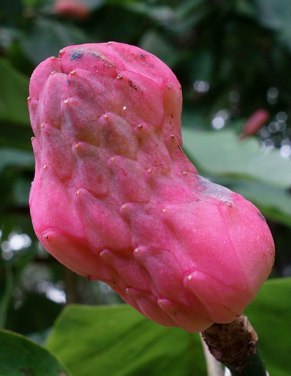 Magnolia acuminata — fruit photograph