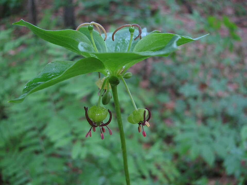 Medeola virginiana — bloom photograph