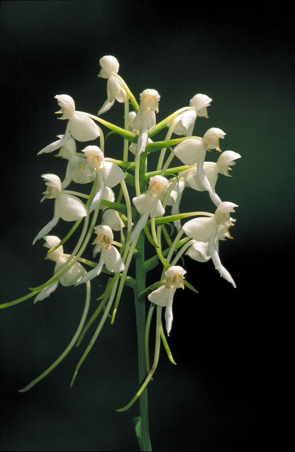 Platanthera integrilabia — bloom photograph