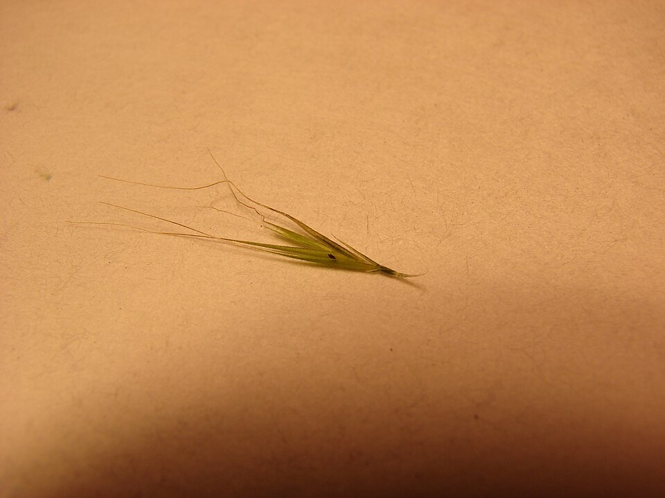 Festuca myuros — seed photograph