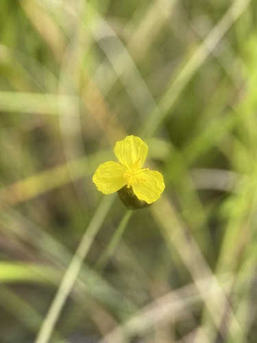 Xyris serotina — flower photograph