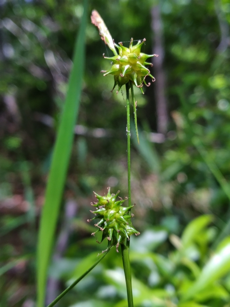 Carex lutea — fruit photograph